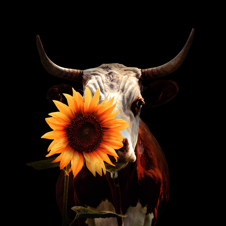 Cow and Sunflower