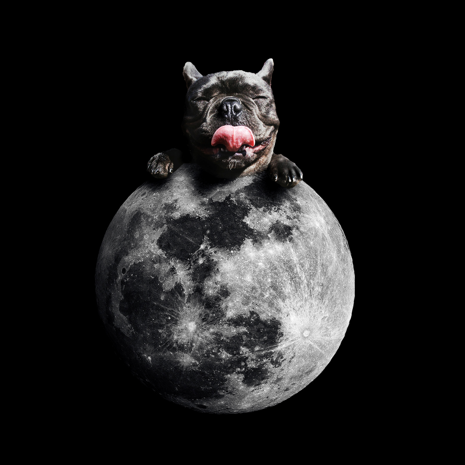 Happy Dog Moon