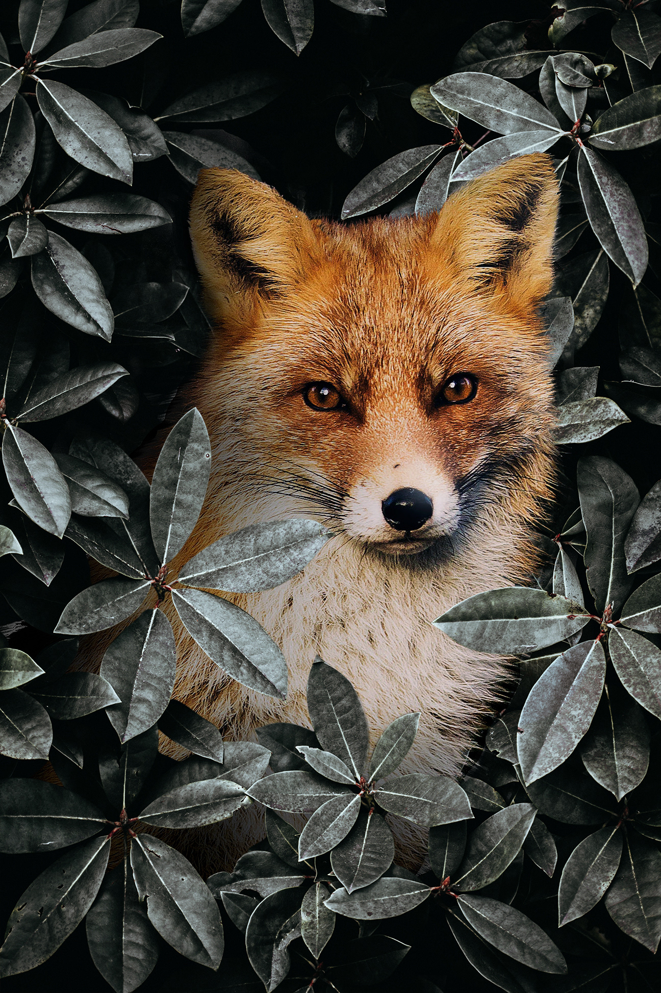 Fox in the Bush