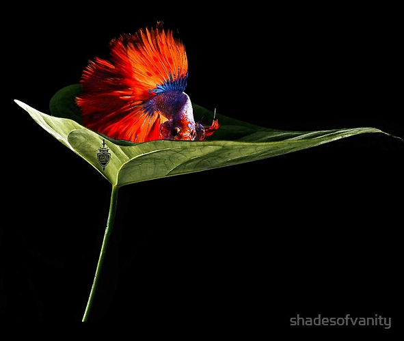 Beta on Leaf