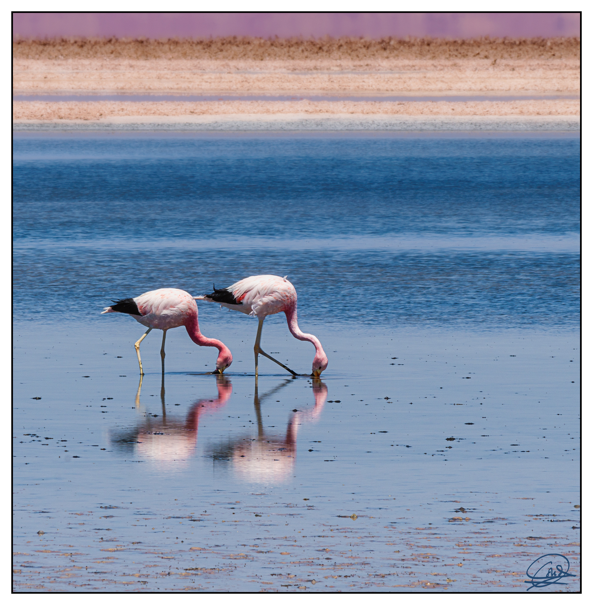 Atacama-8 Flamencos en el salar