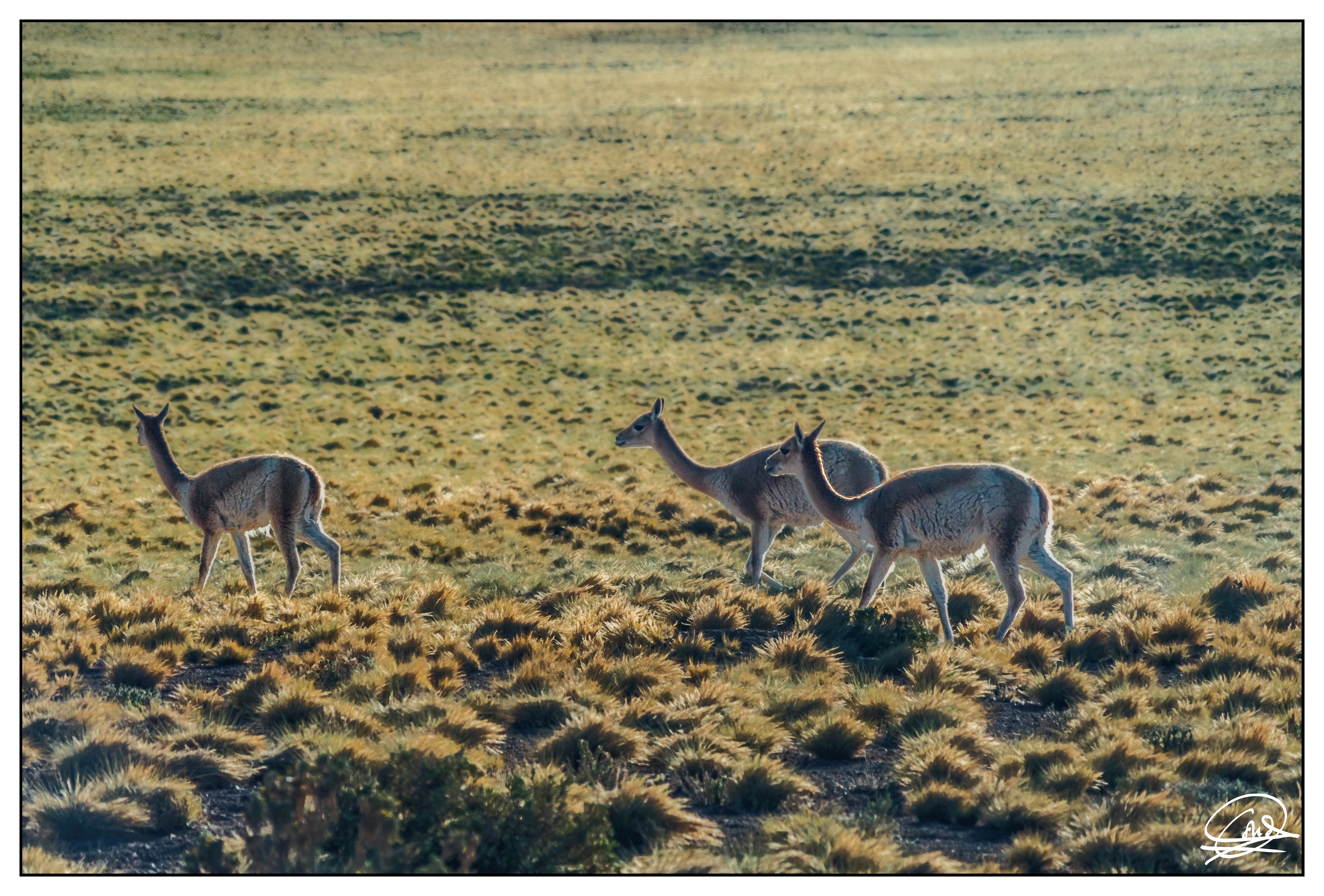 Atacama-4 Vicuñas