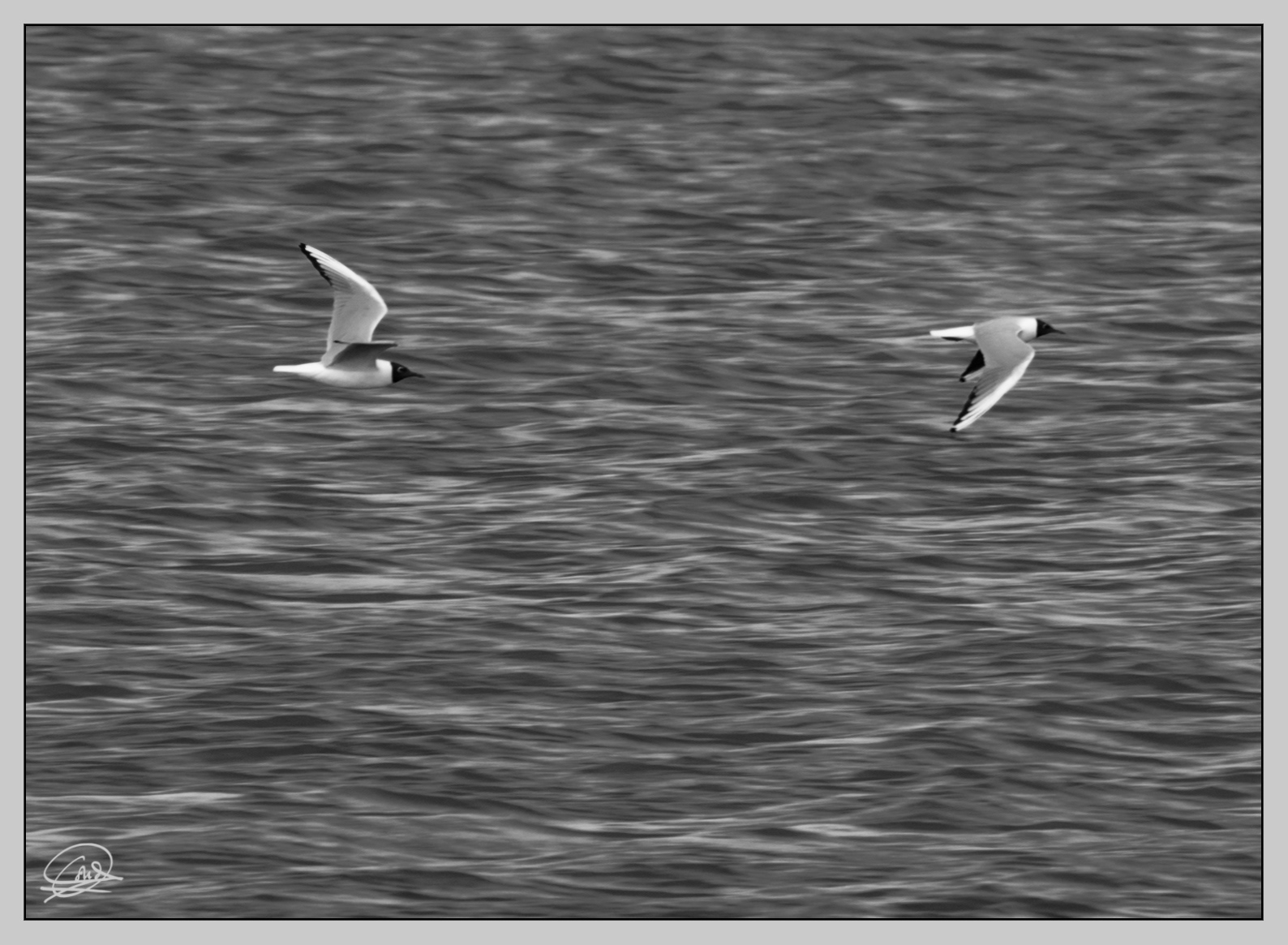 Delta del Ebro byn-4