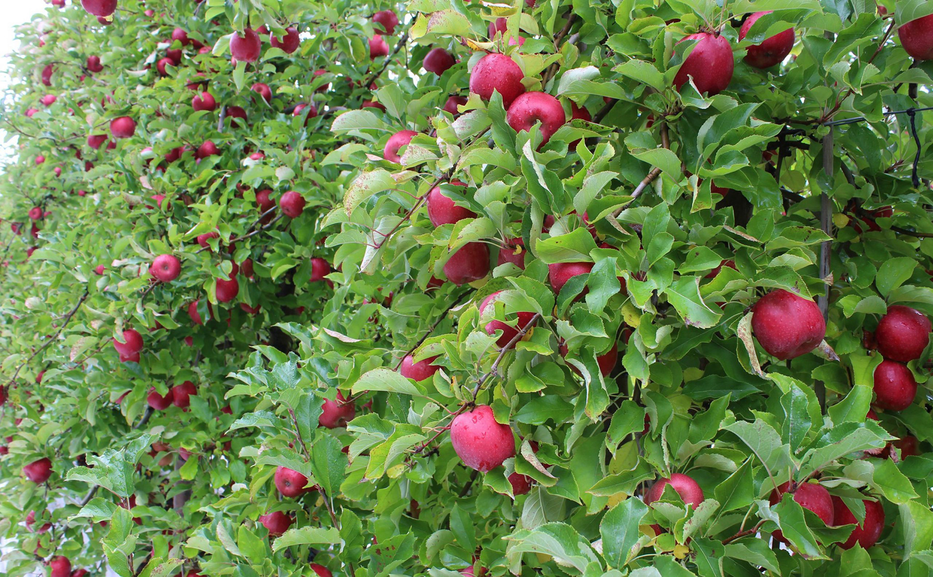 Pink Lady® apples New Zealand