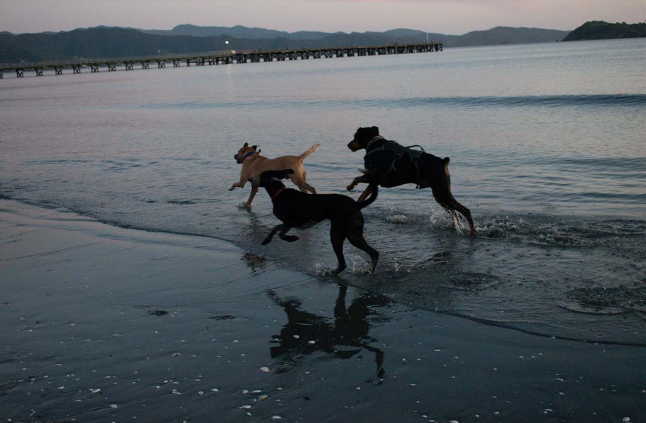 Puppy Love