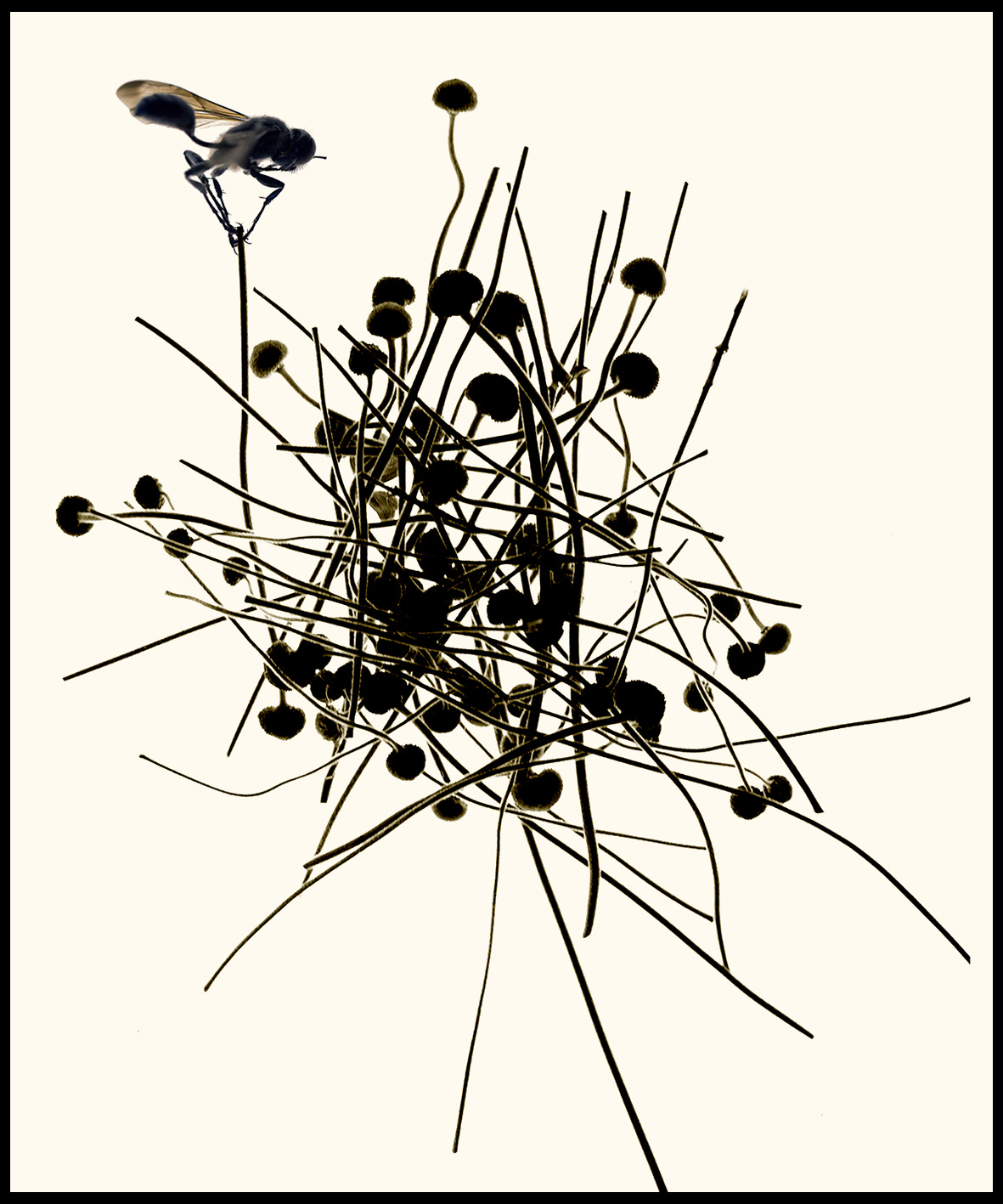 Herbier#5