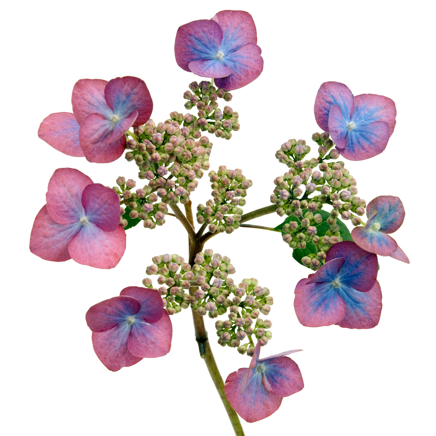 Hydrangea serrata ohishi