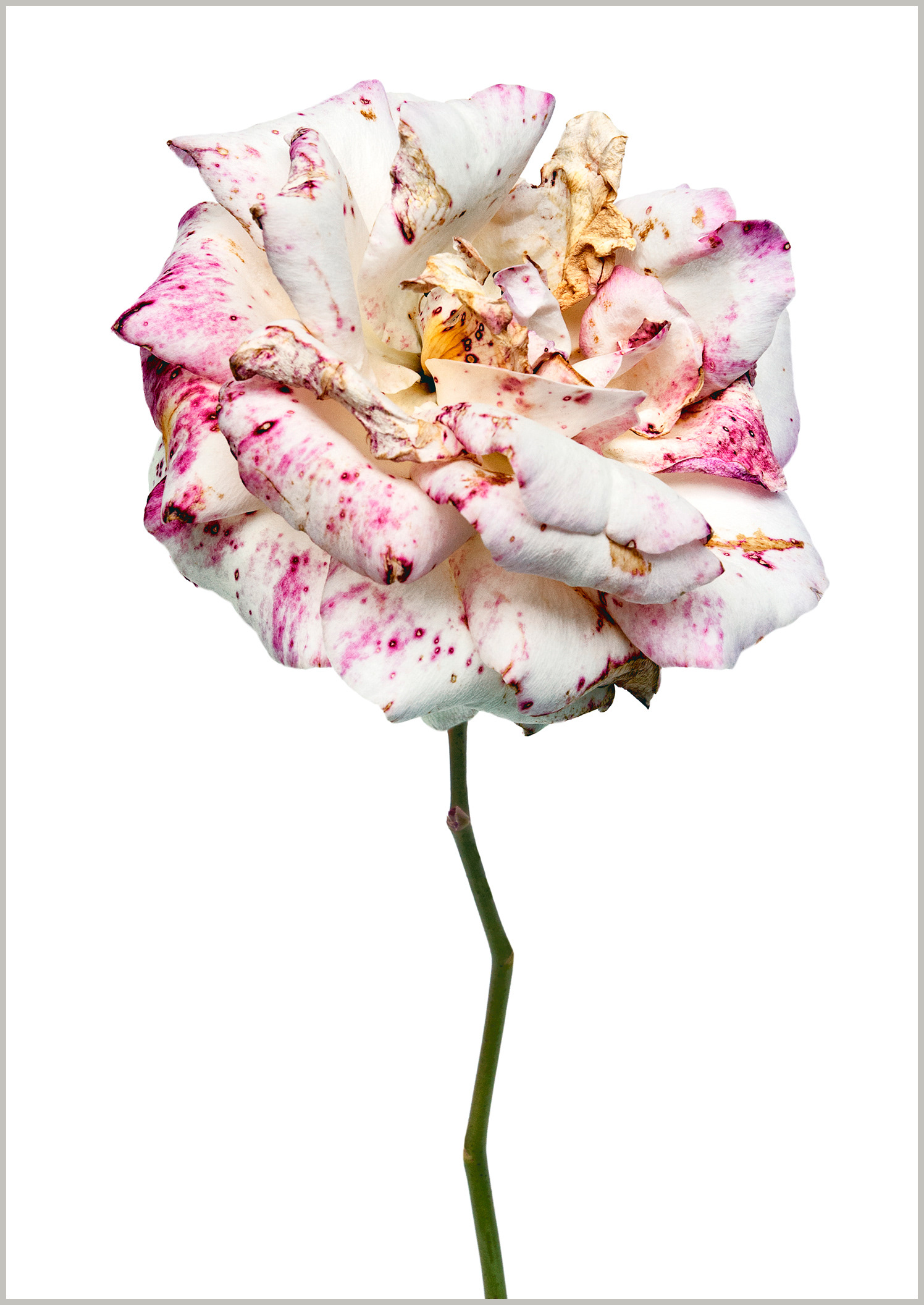 Rose Ophelia