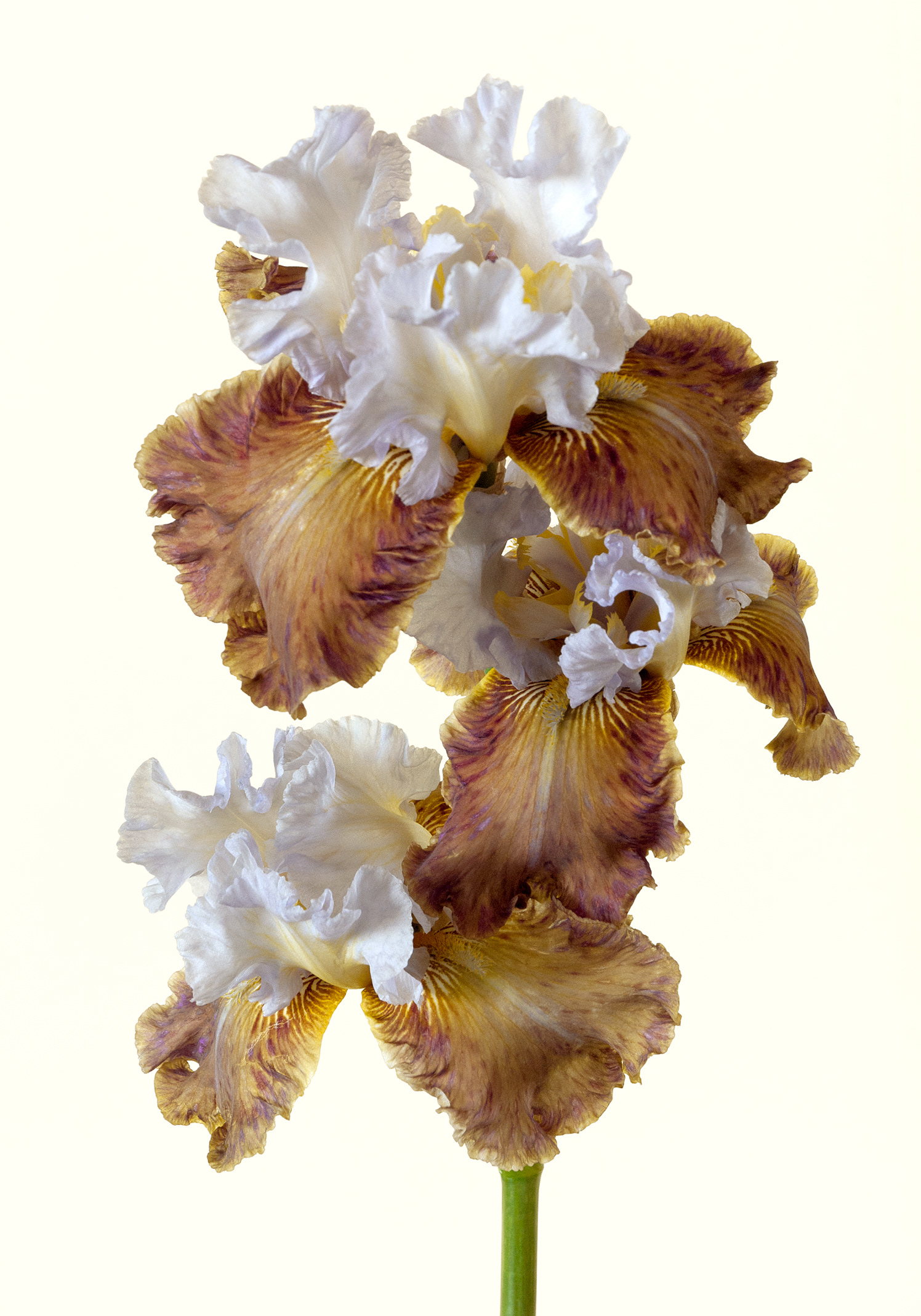 Iris Changing season