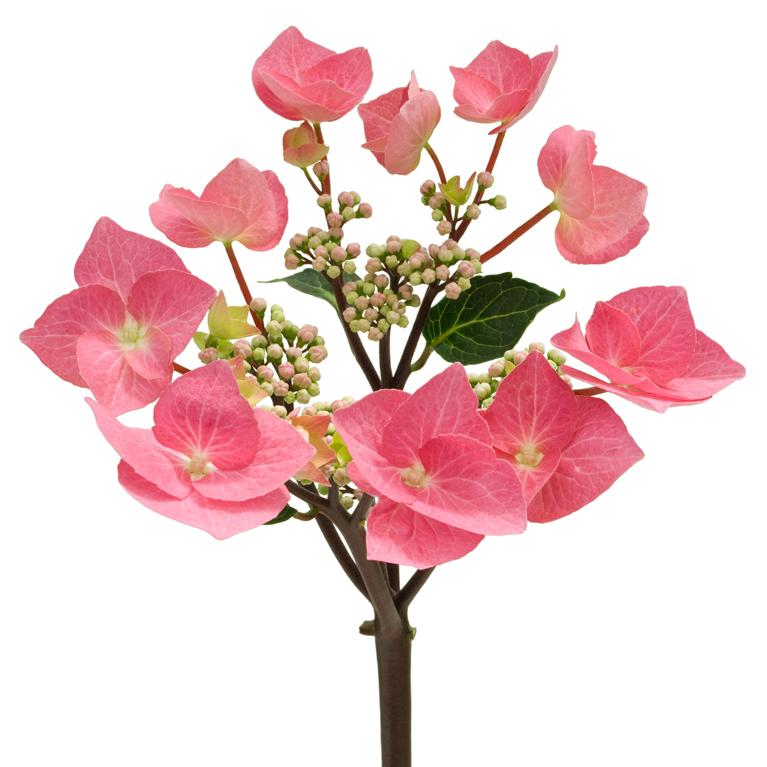 Hydrangea macrophyla zorro