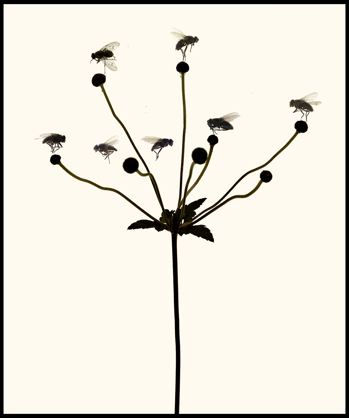Herbier#3
