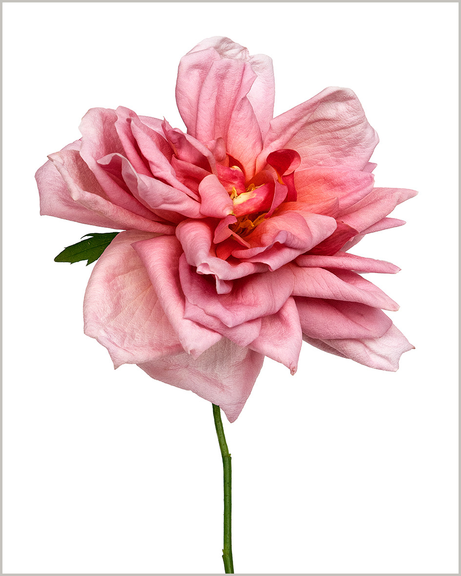 Rose Général Schablikine