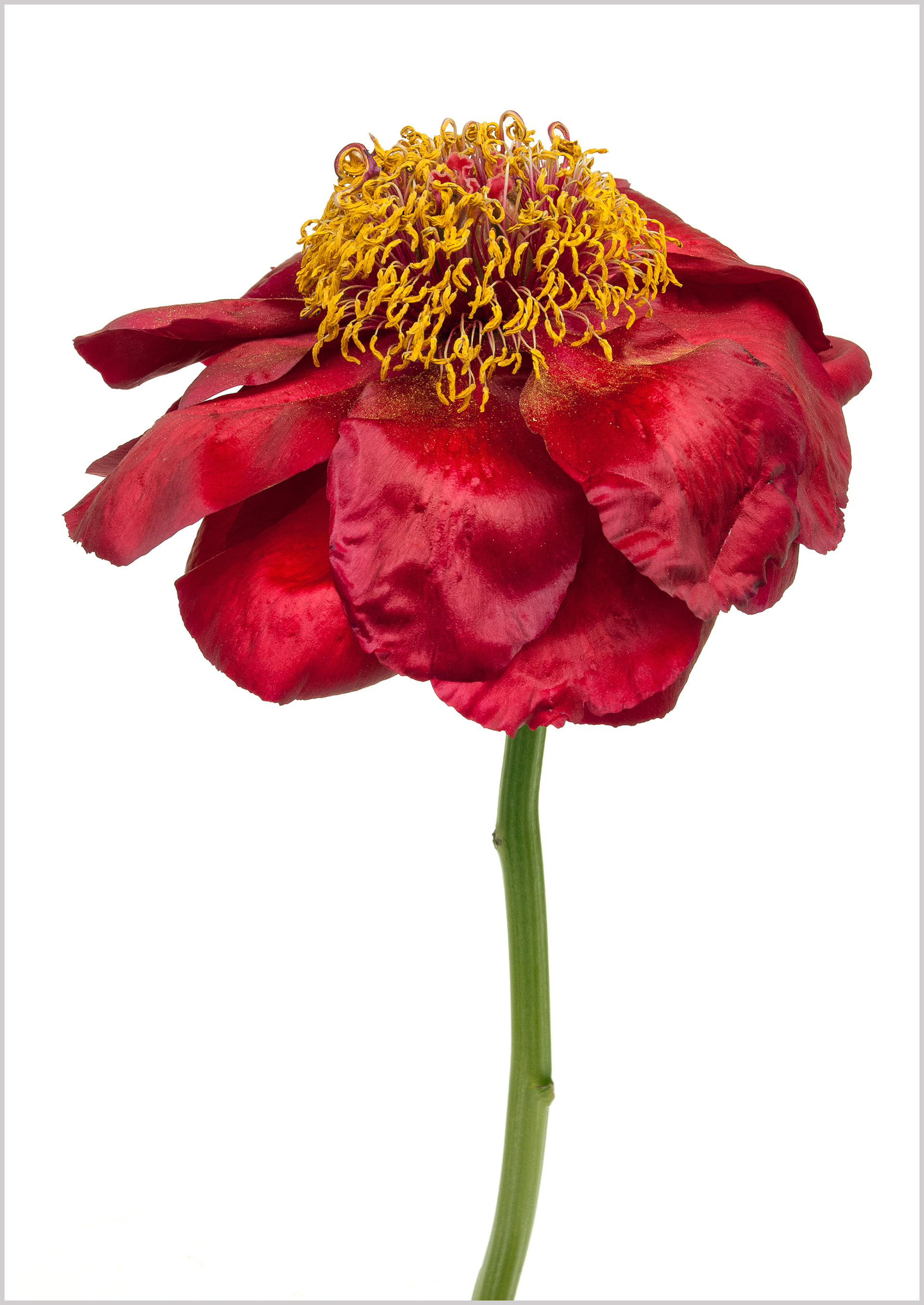 Pivoine Blaze