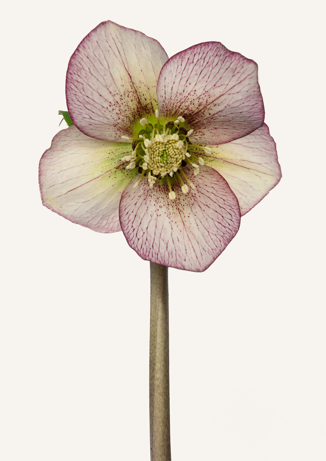 Hellebore#5