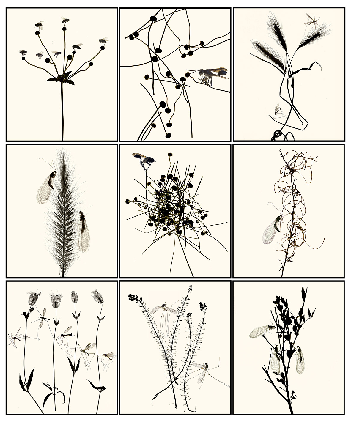Planche herbier