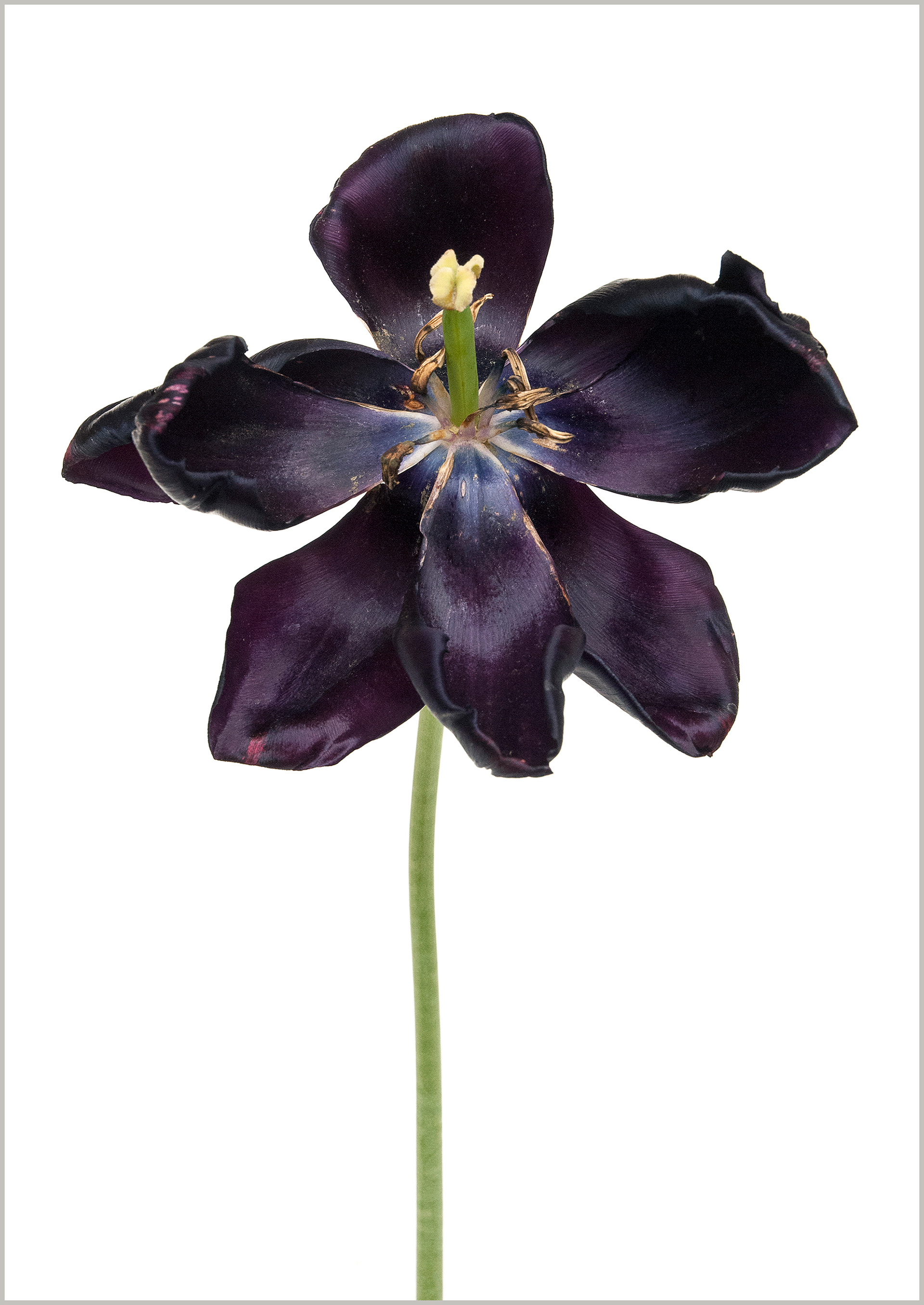 Tulipe Queen of the night
