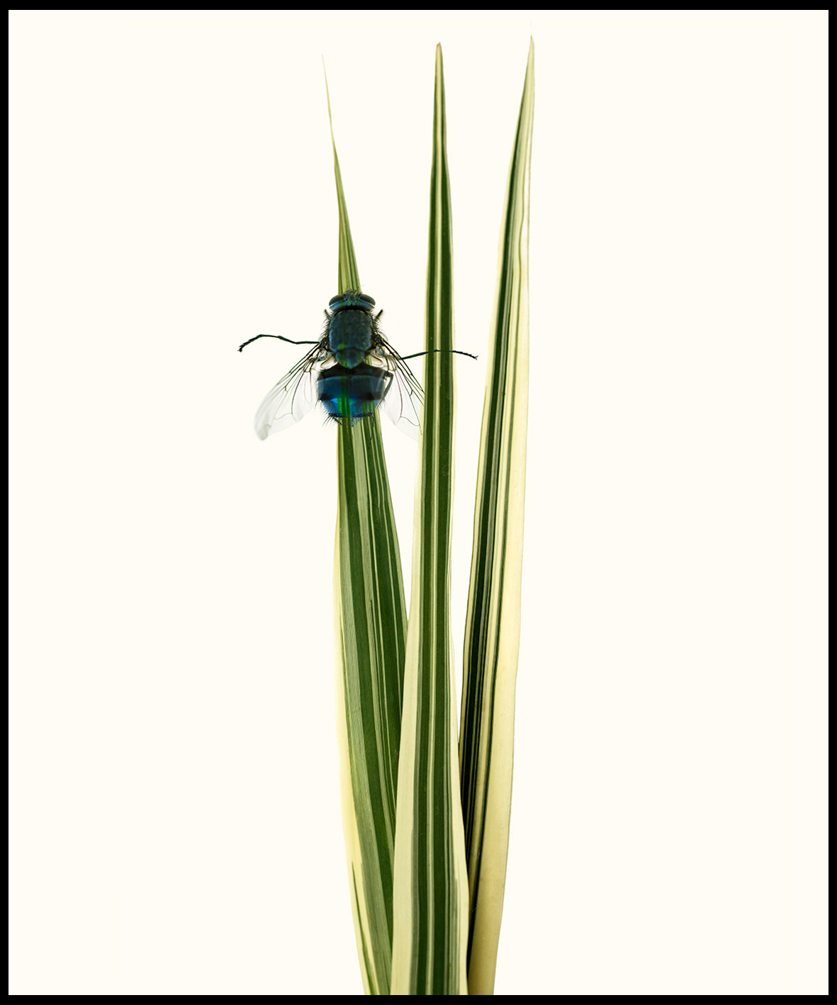 Blue fly & reeds