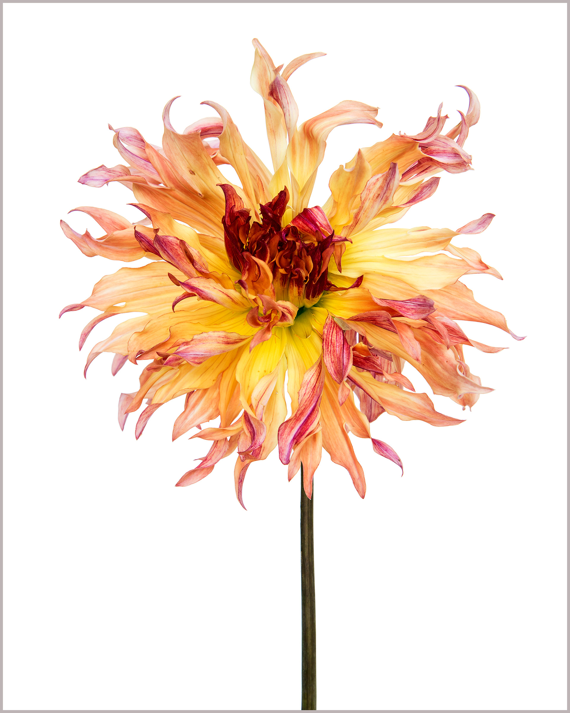 Dahlia Phoenix