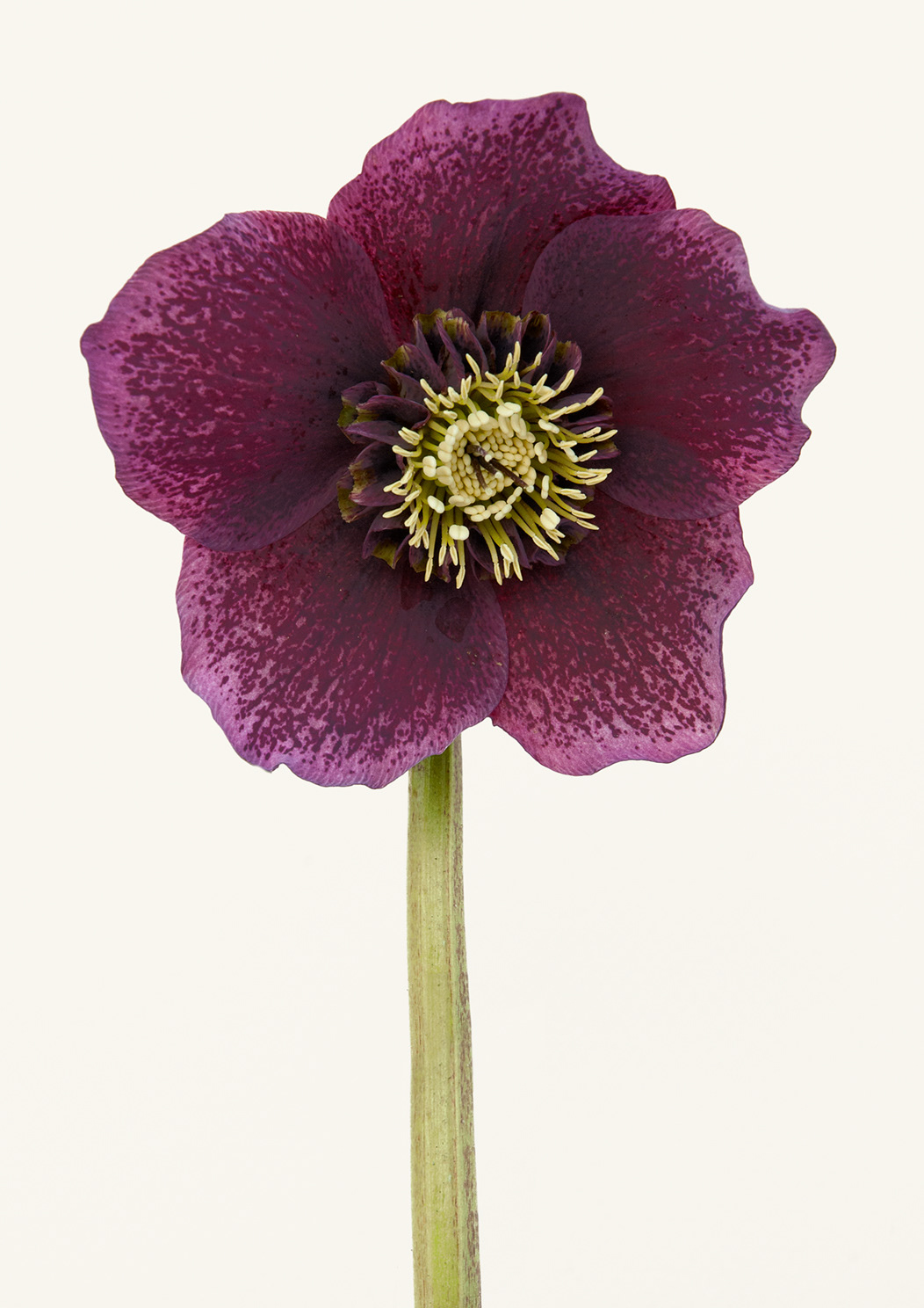 Hellebore#13