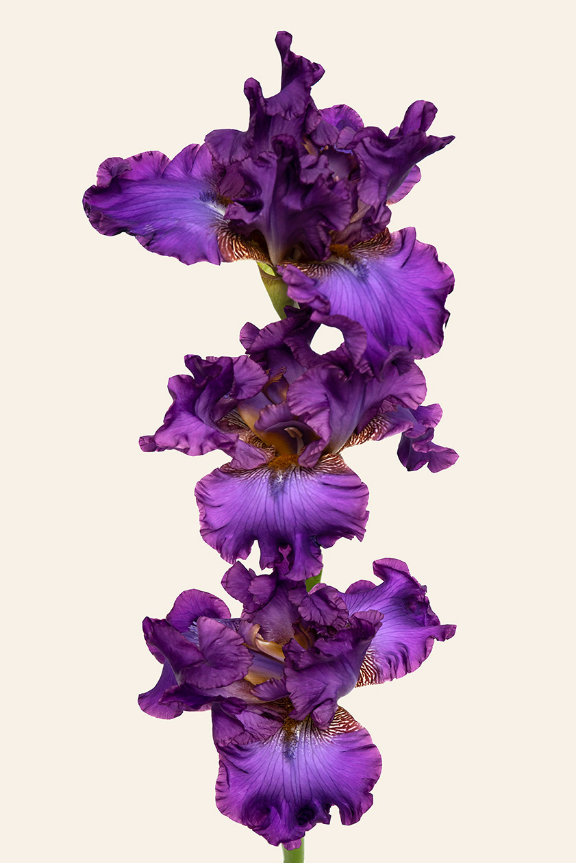 Iris Afternoon in Rio