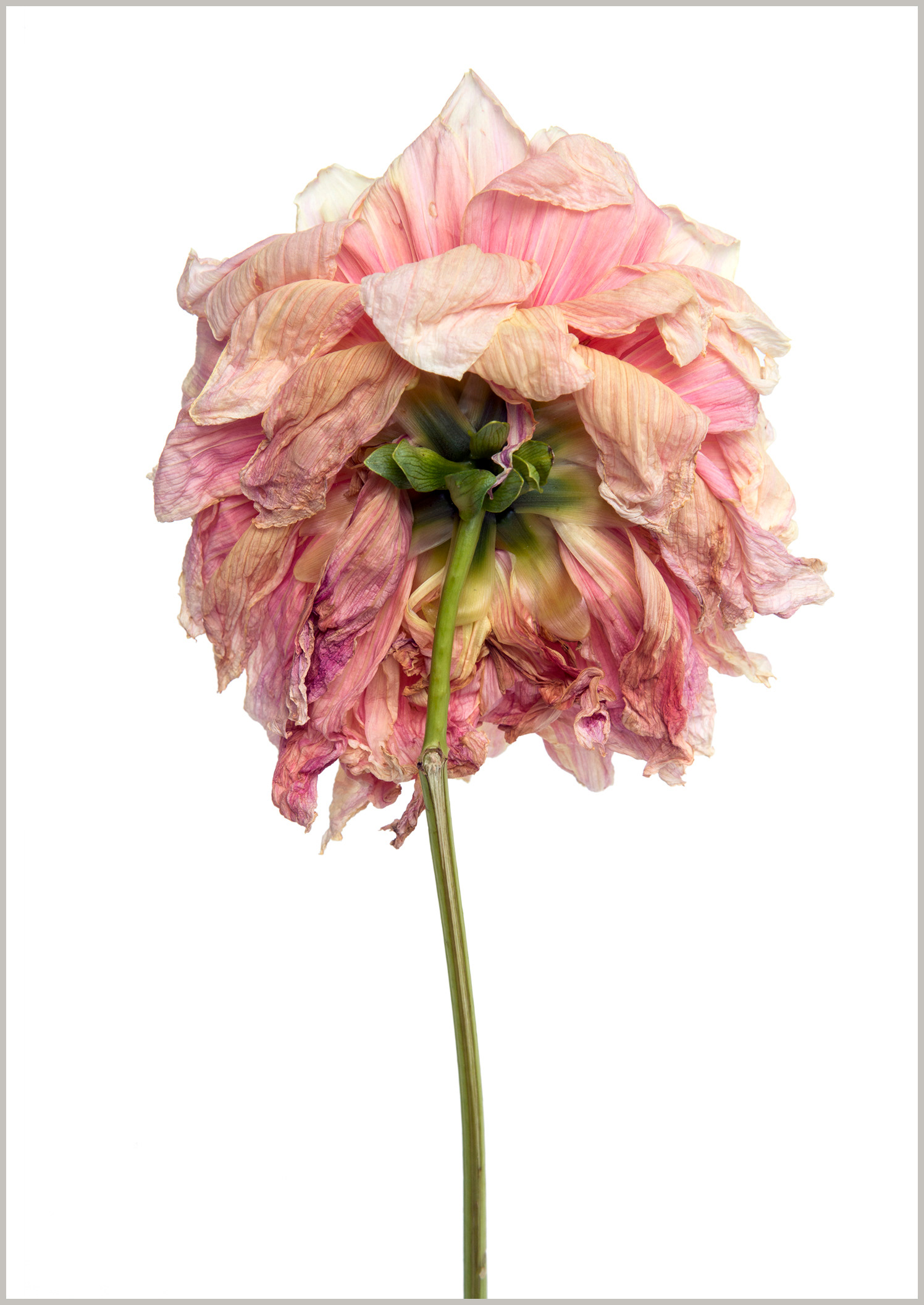 Dahlia Omega