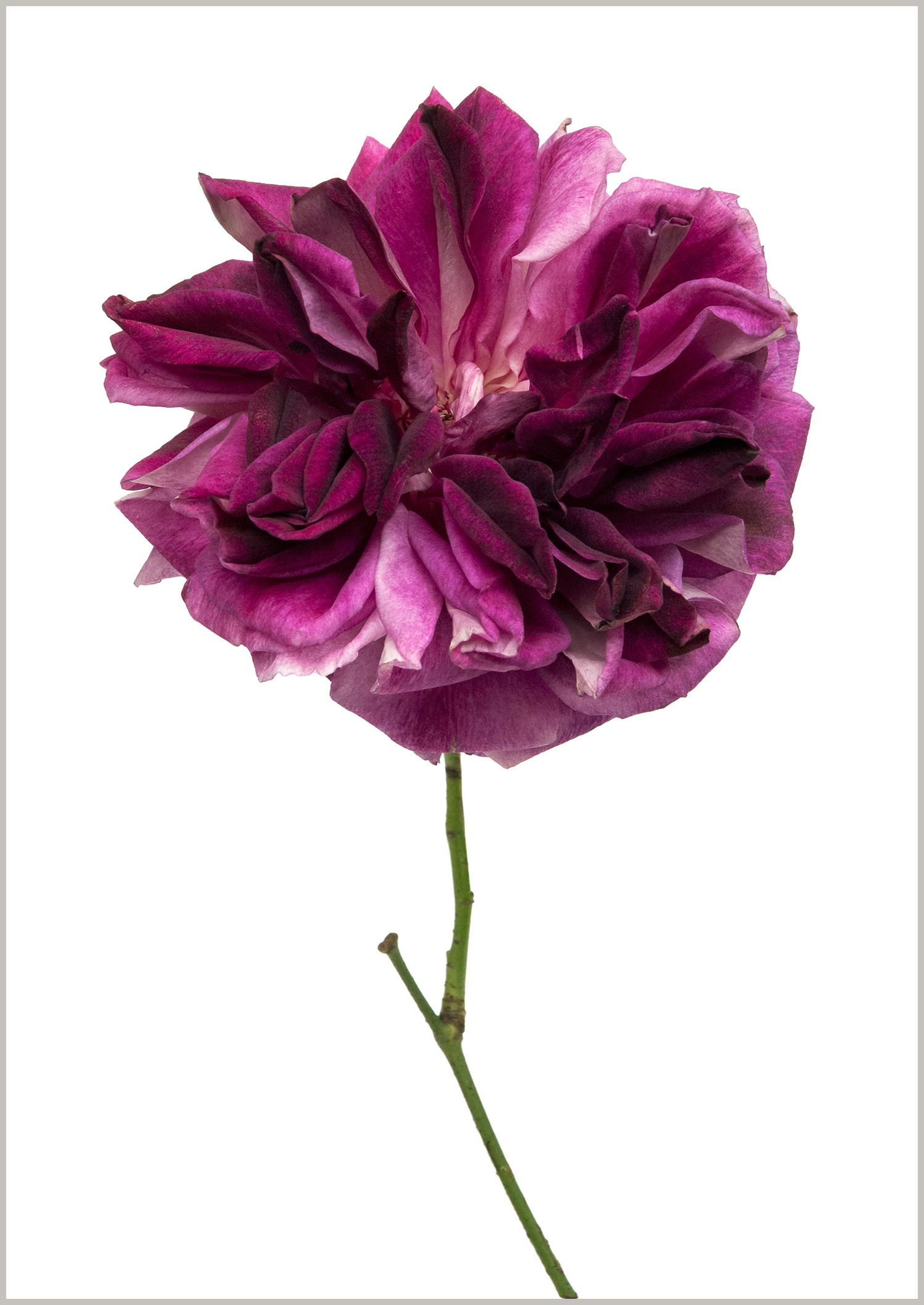 Rose Burgundy ice