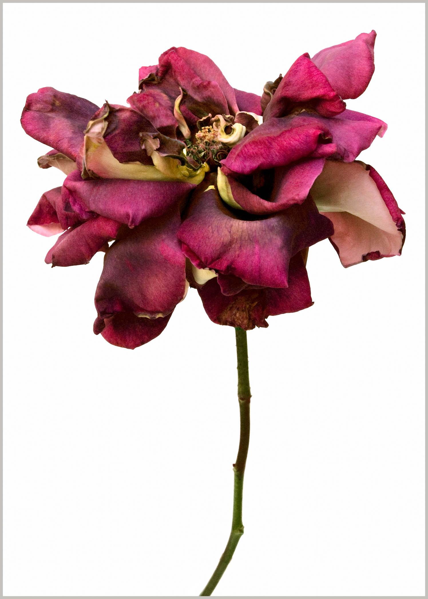 Rose Mikado