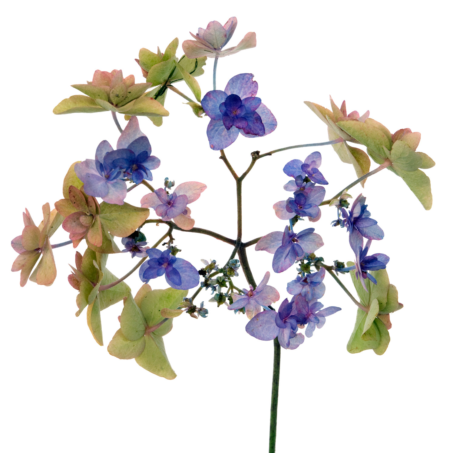 Hydrangea serrata miya ma yae murasaki