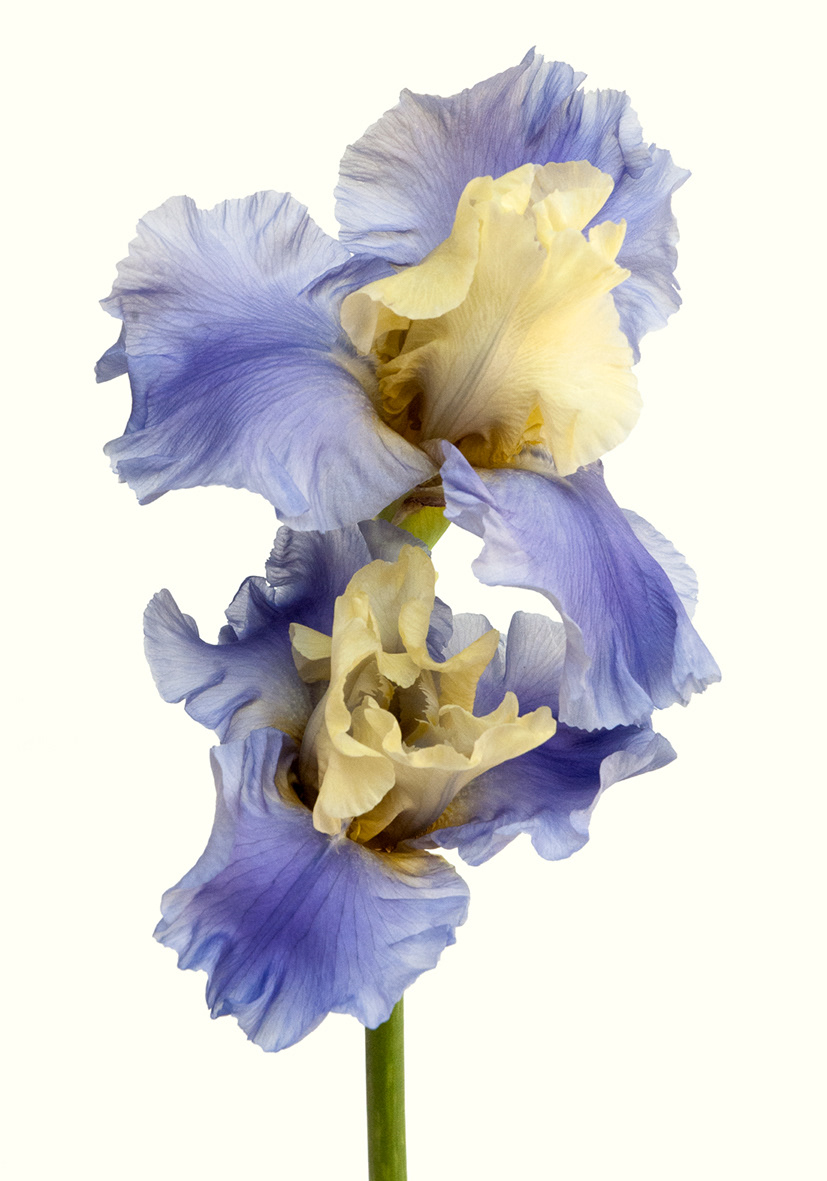 Iris Haut les voiles