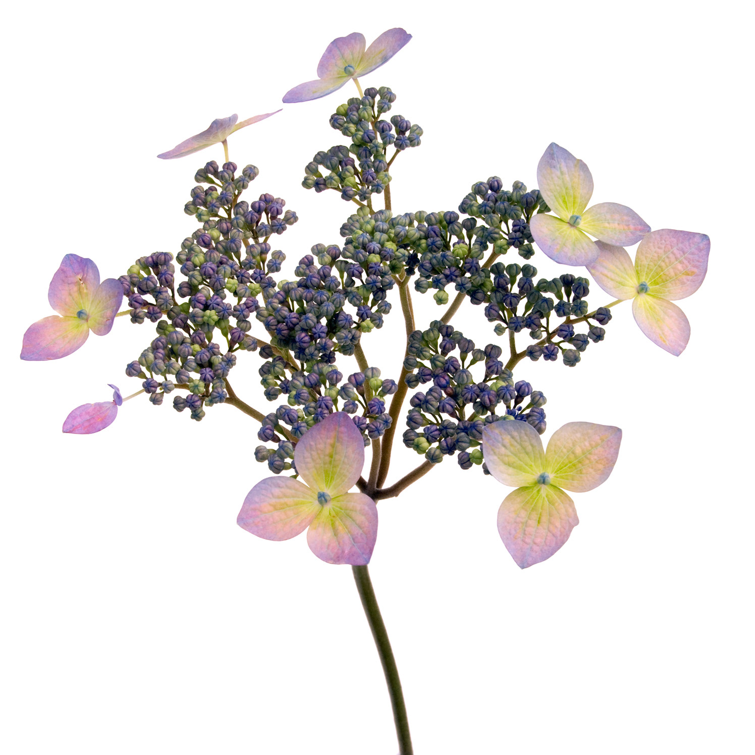 Hydrangea serrata himegaku