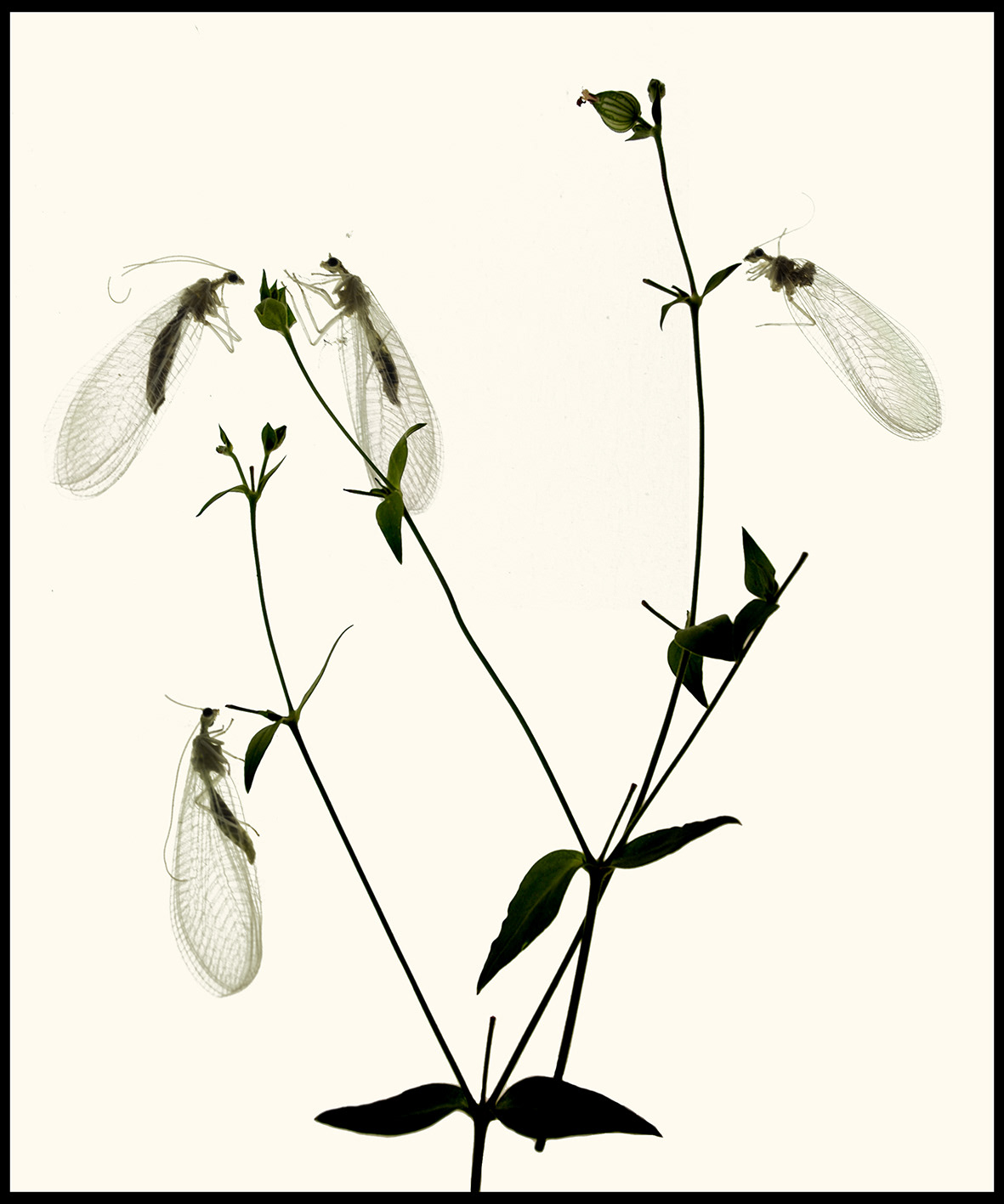 Herbier#9