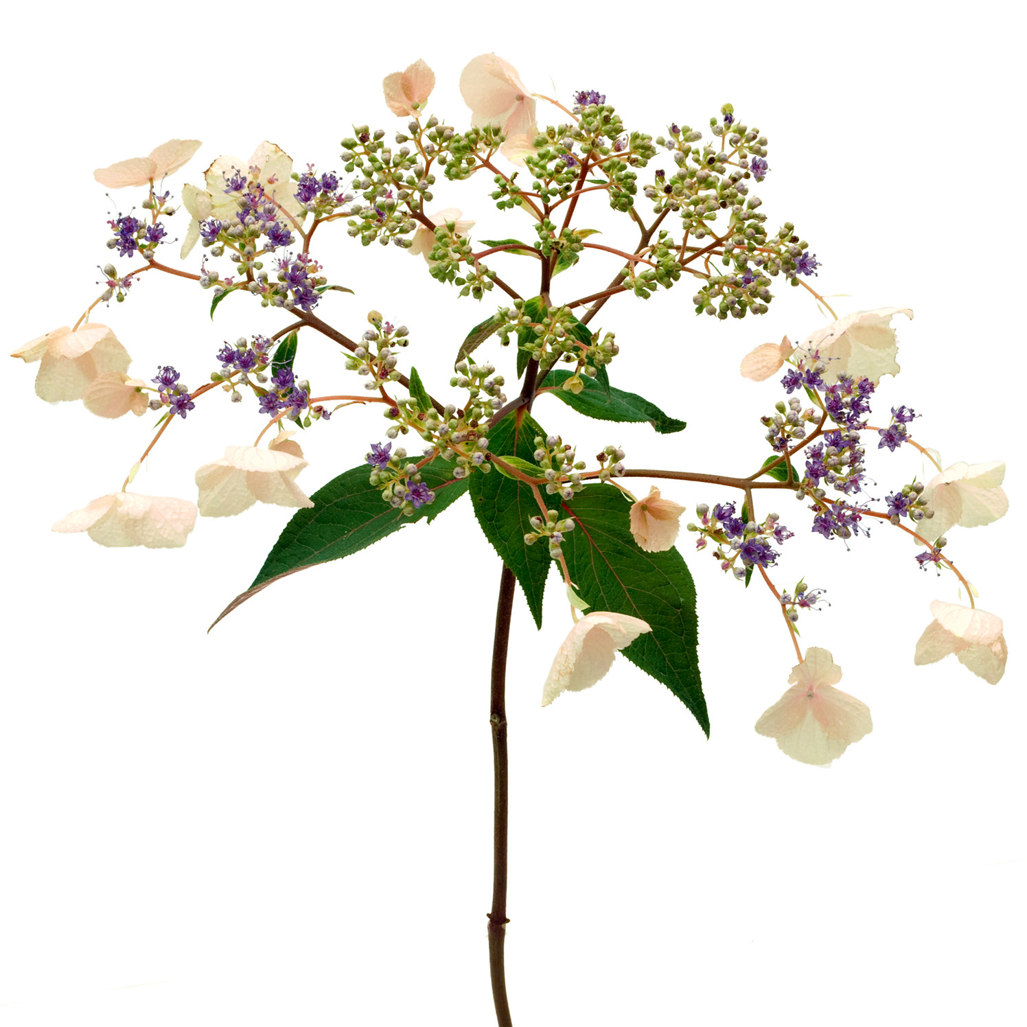 Hydrangea aspera from gong shan