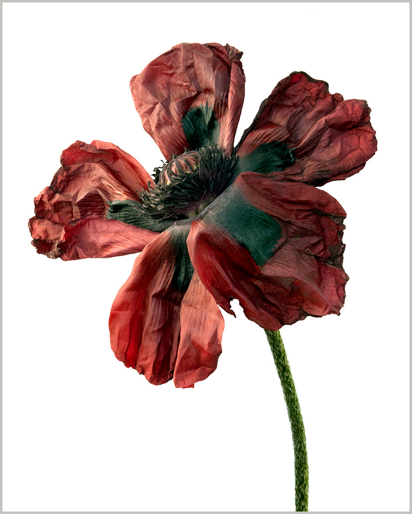 Poppy Chocolate