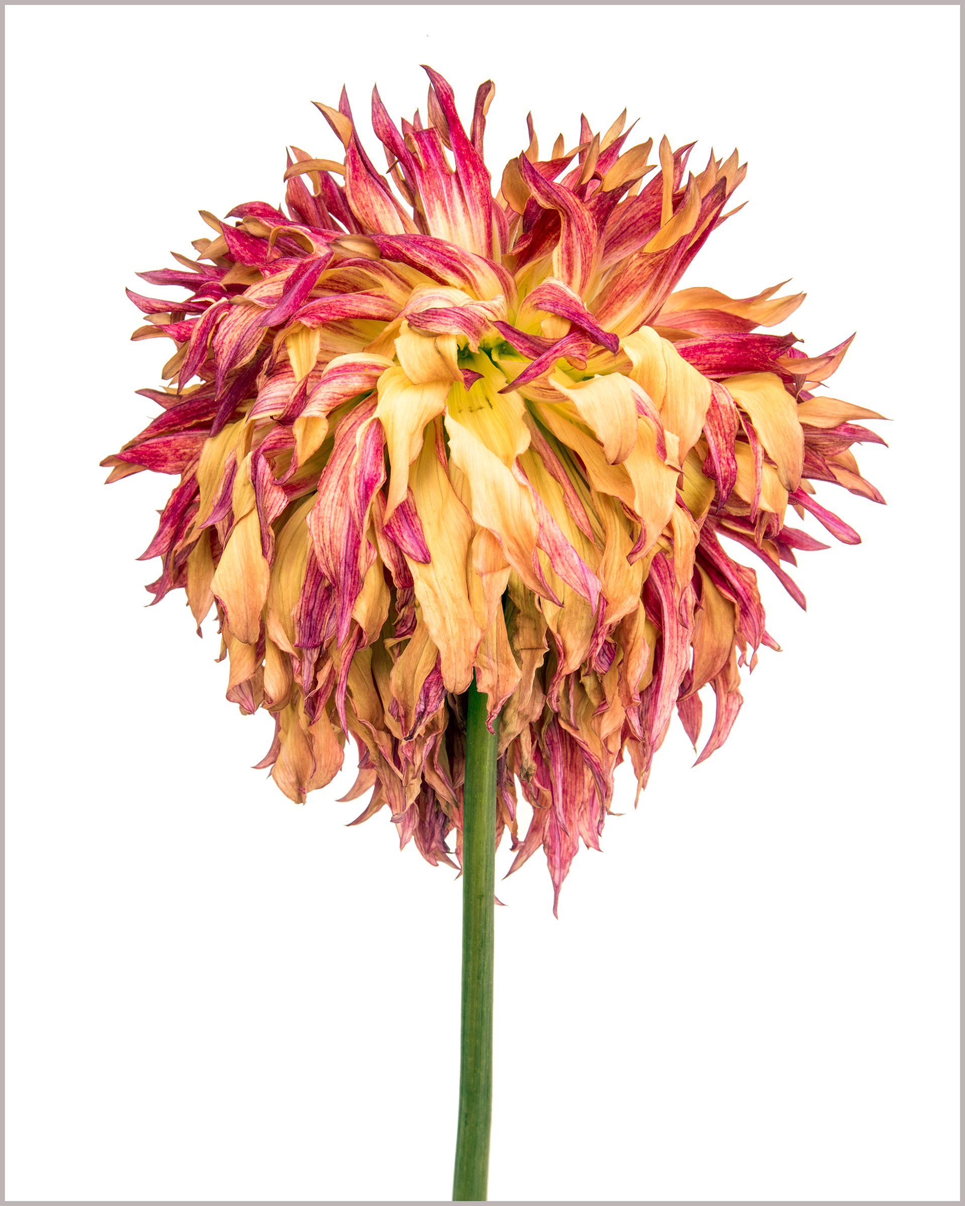Dahlia myrtle's foly