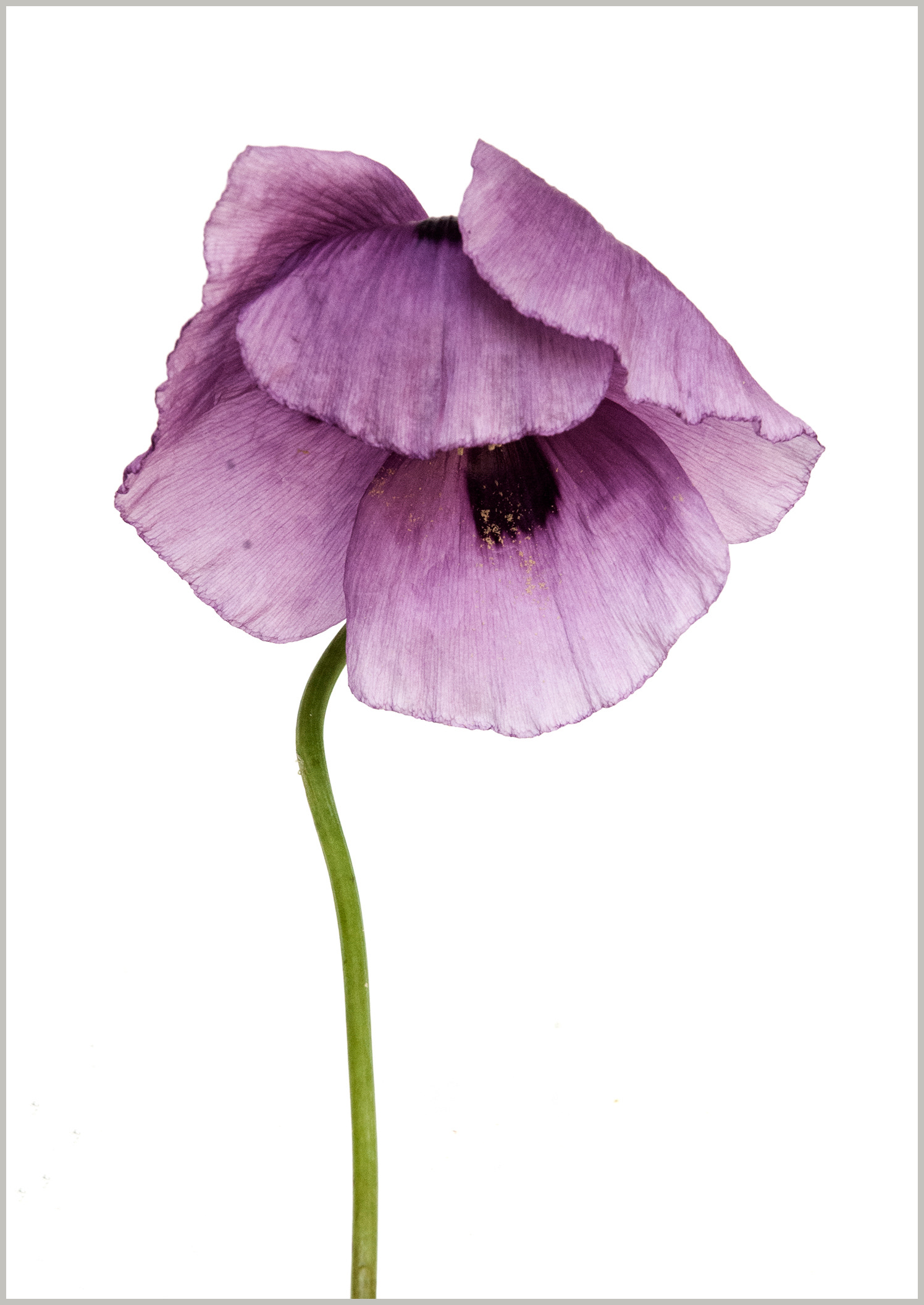 Poppy orientalis
