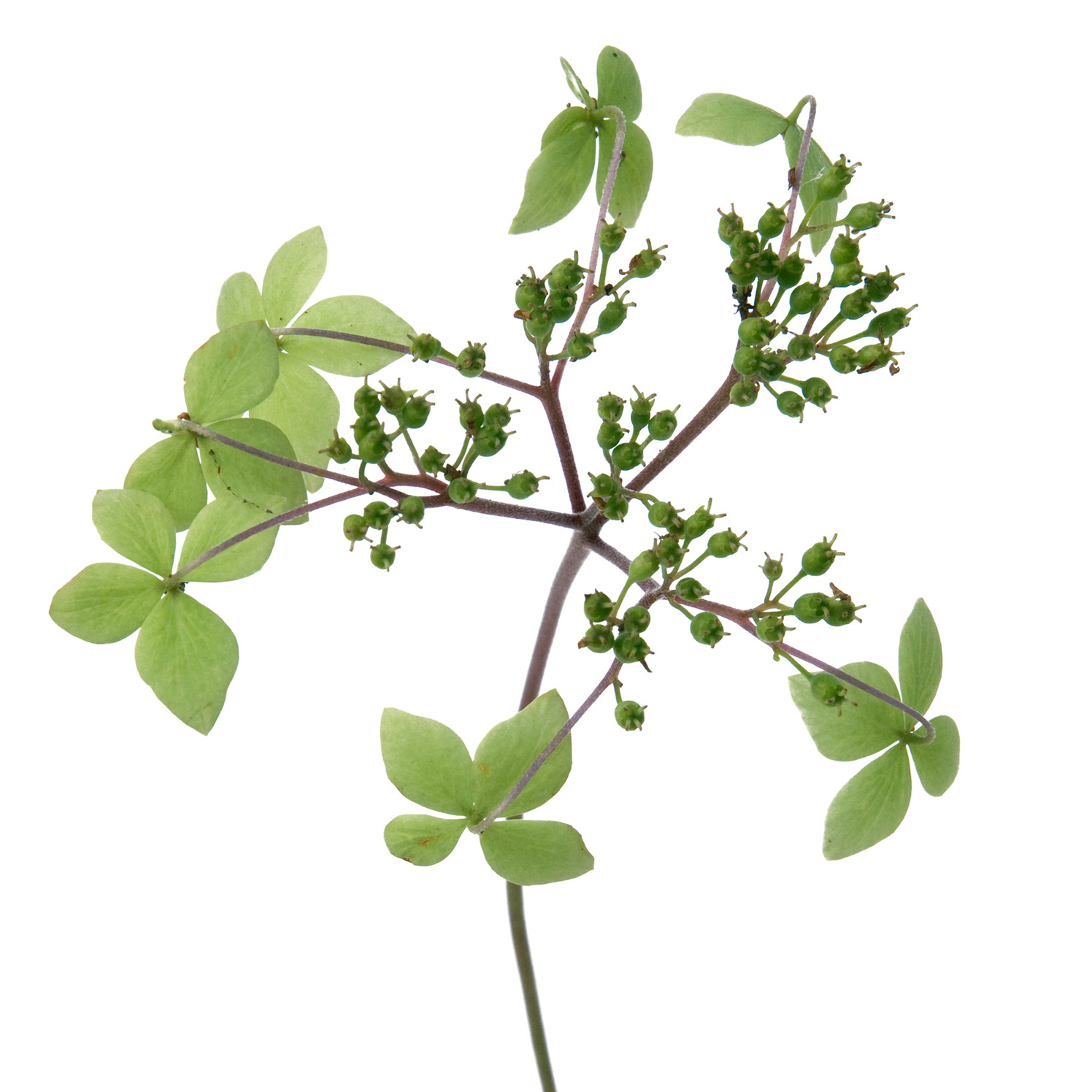 Hydrangea serrata otsuhime