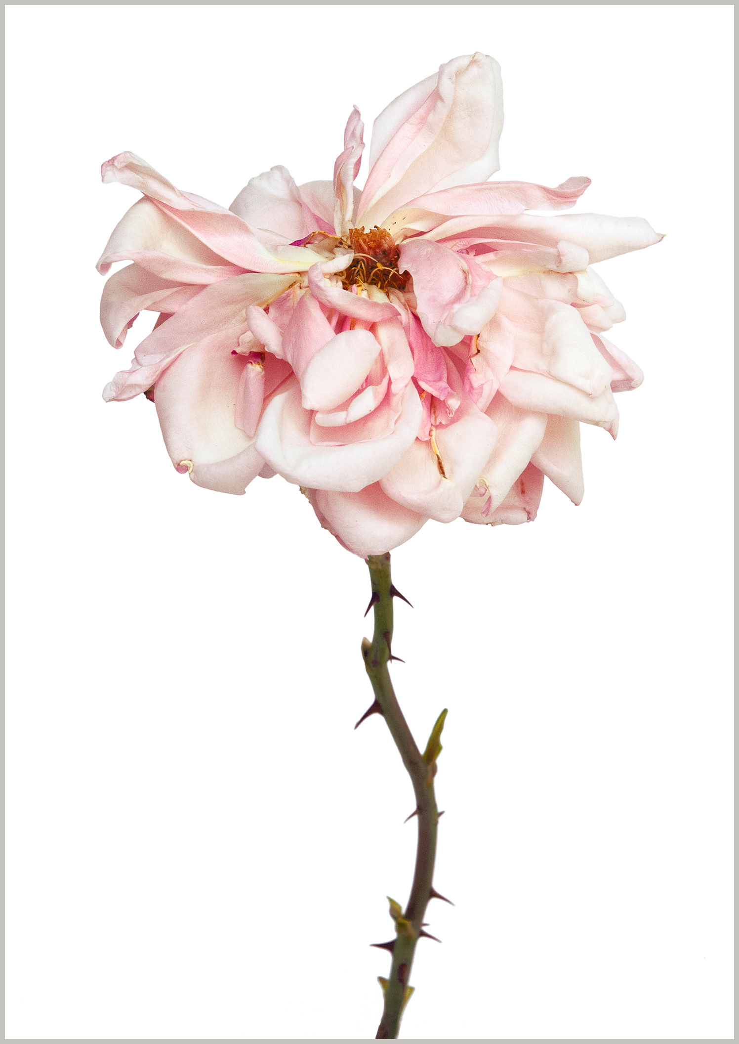 Rose Albertine
