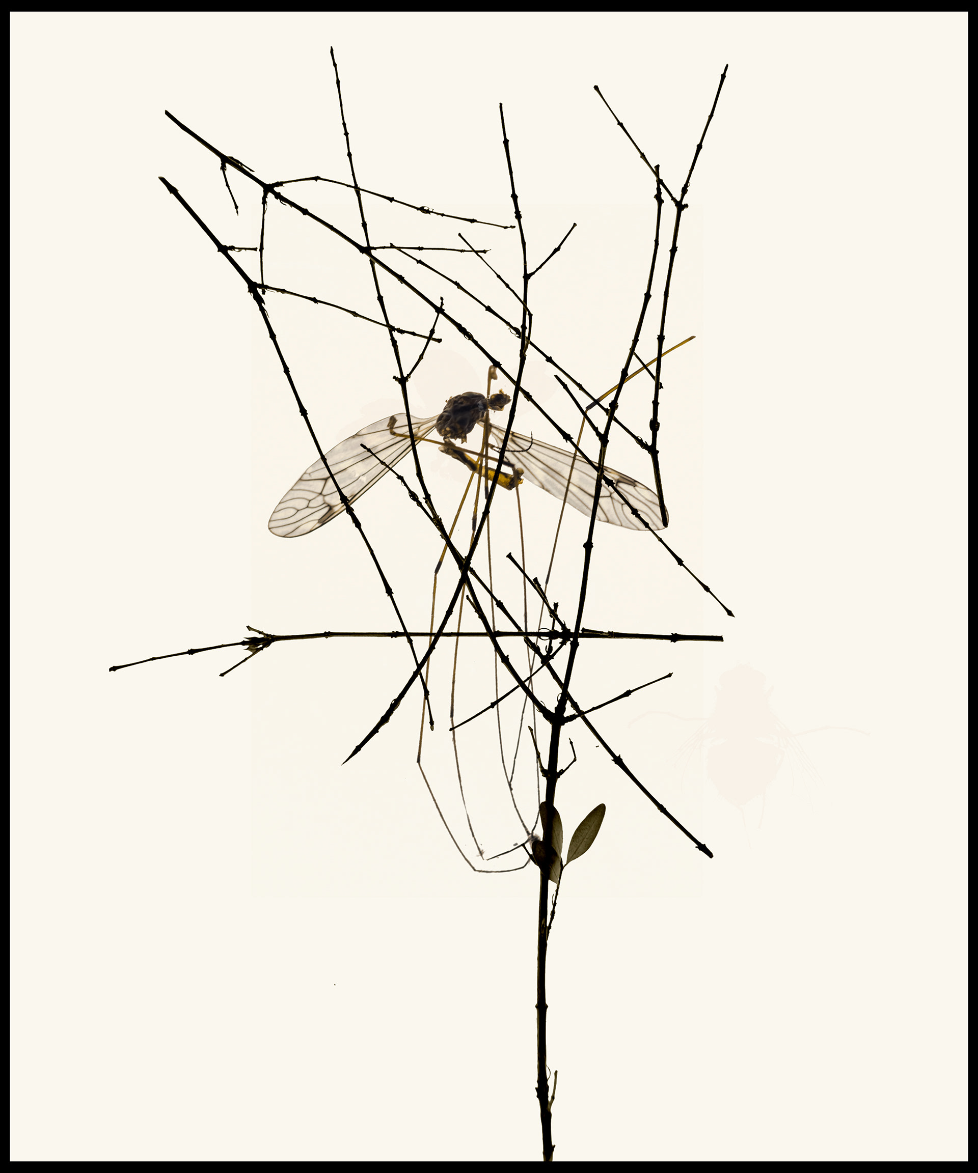 Herbier#12