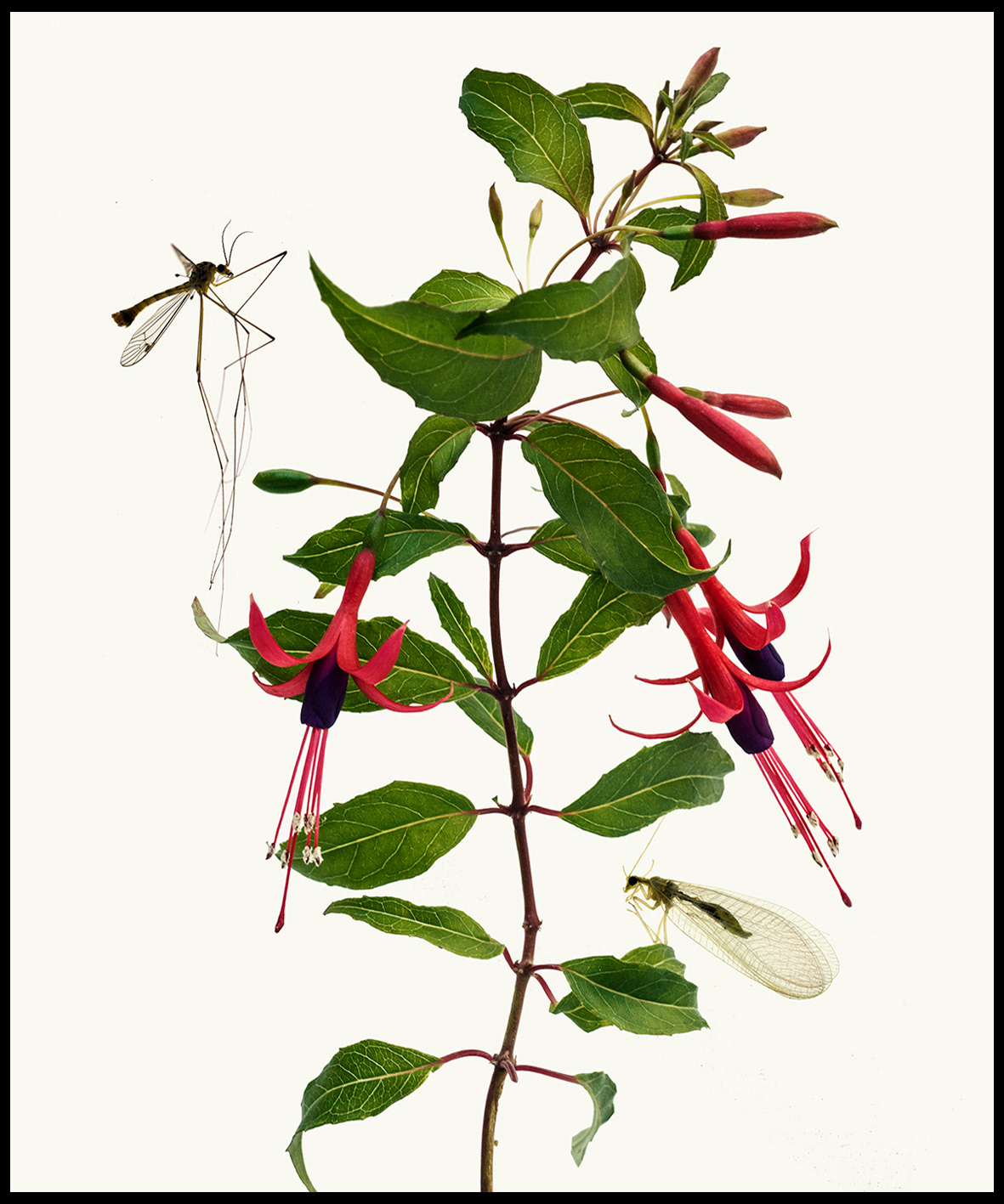Fuschia& insects