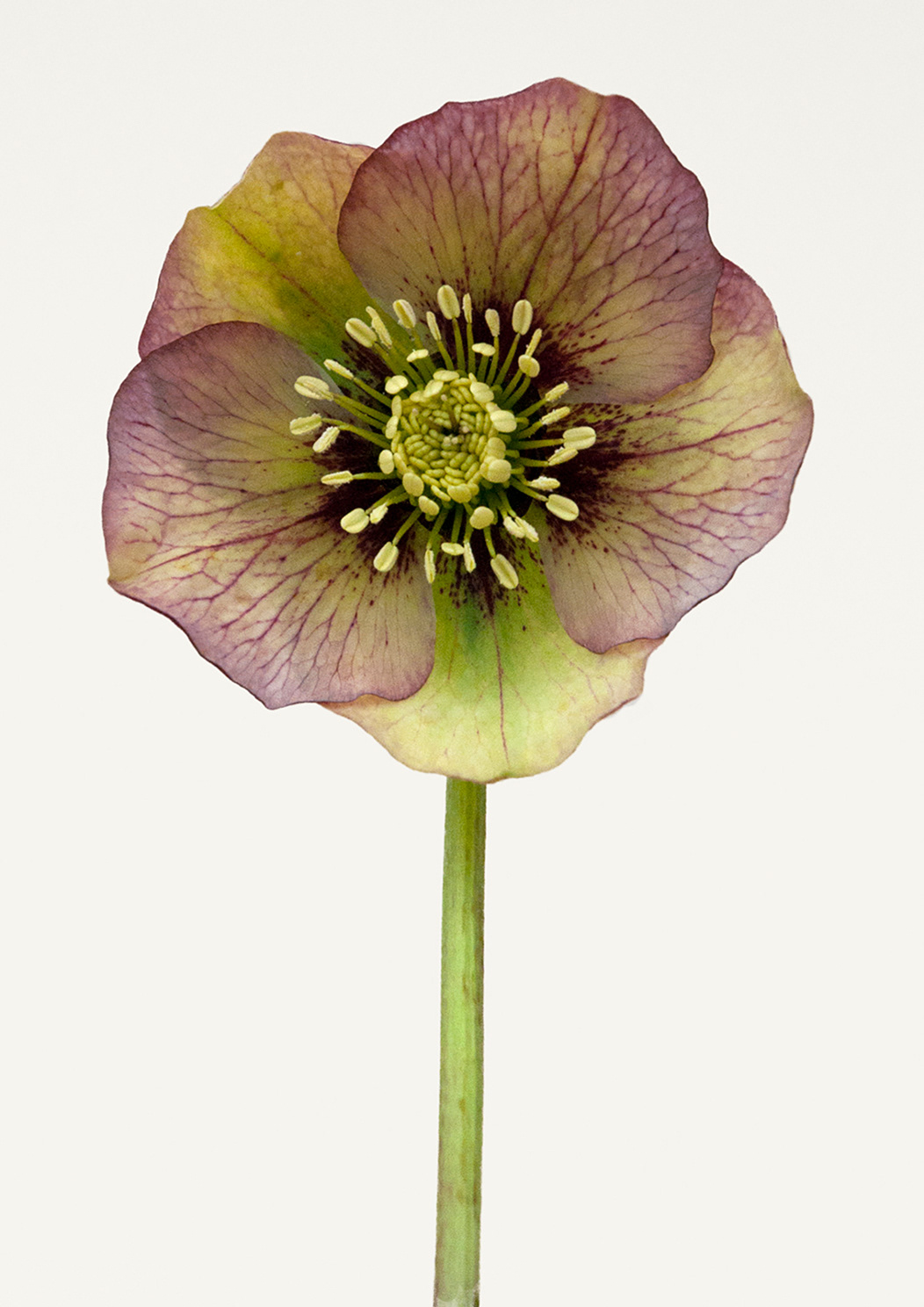 Hellebore #37