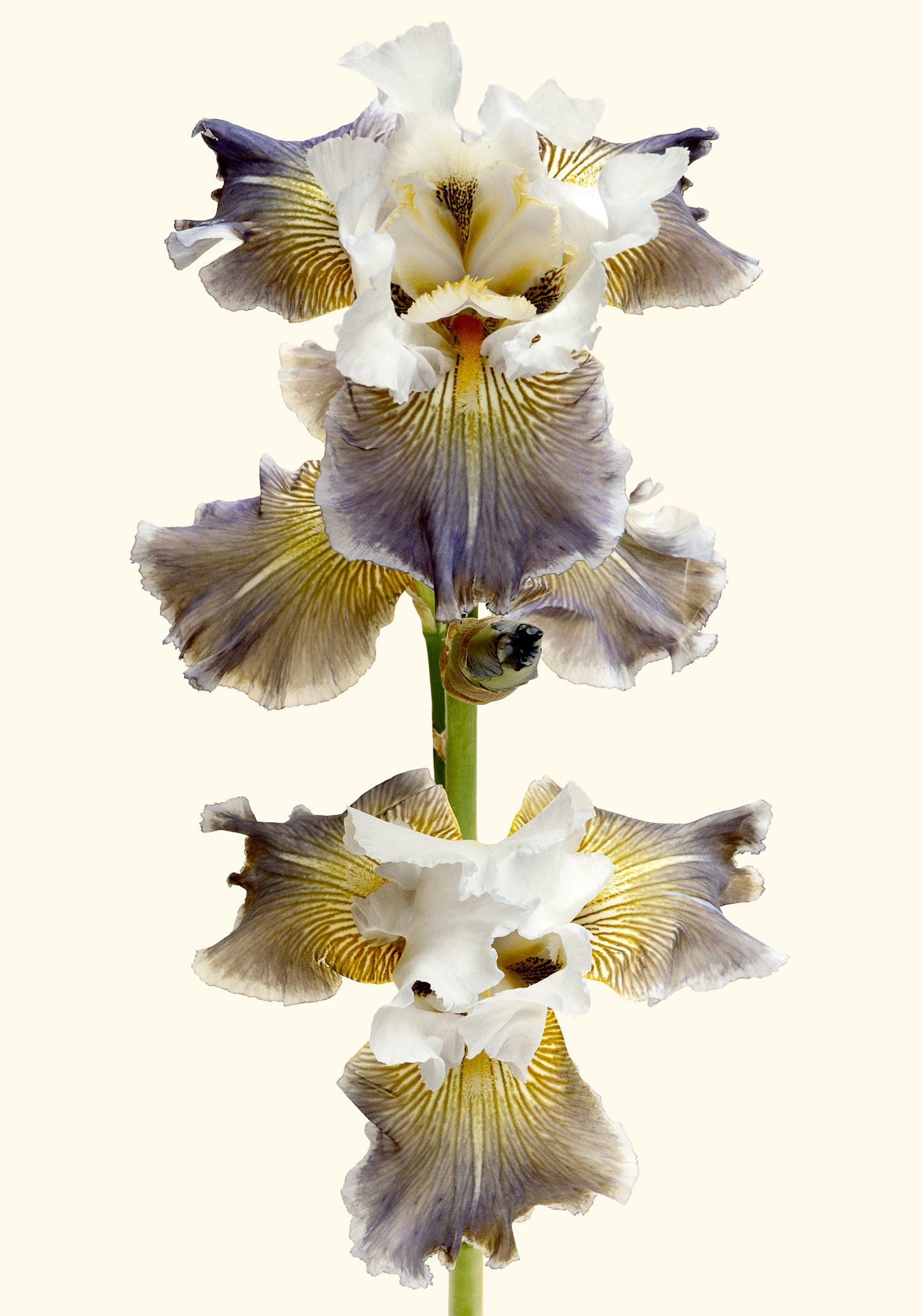 Iris ciel gris sur Poilly