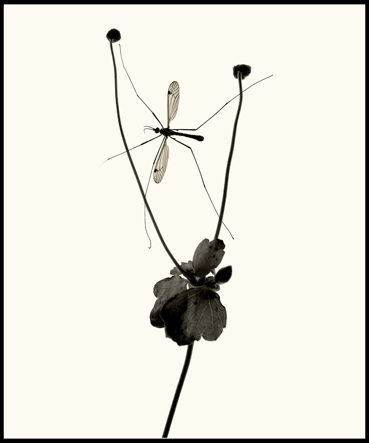 Herbier#17
