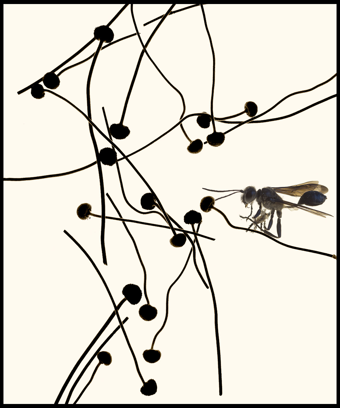Herbier#6