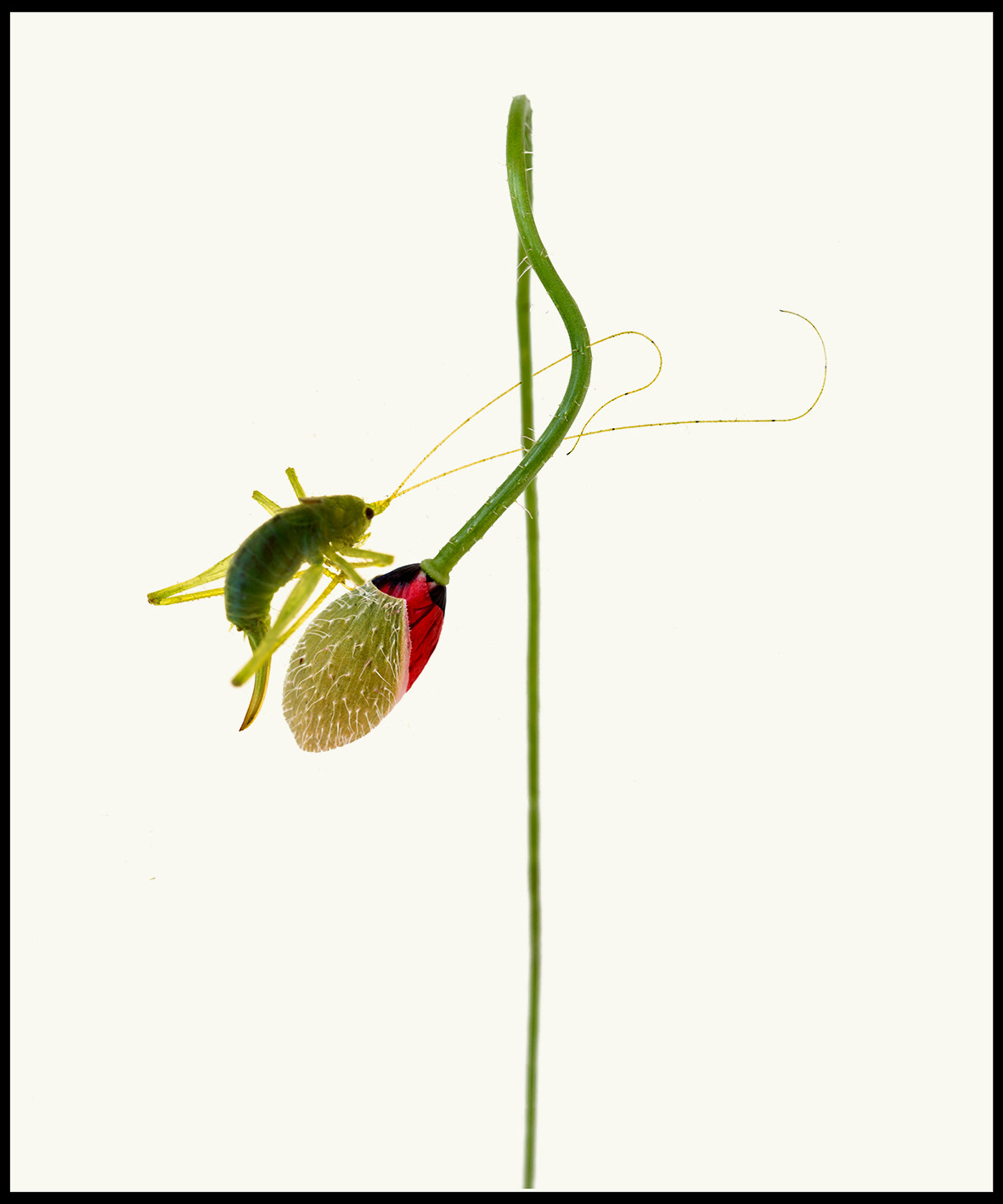 Grass hoper & poppy