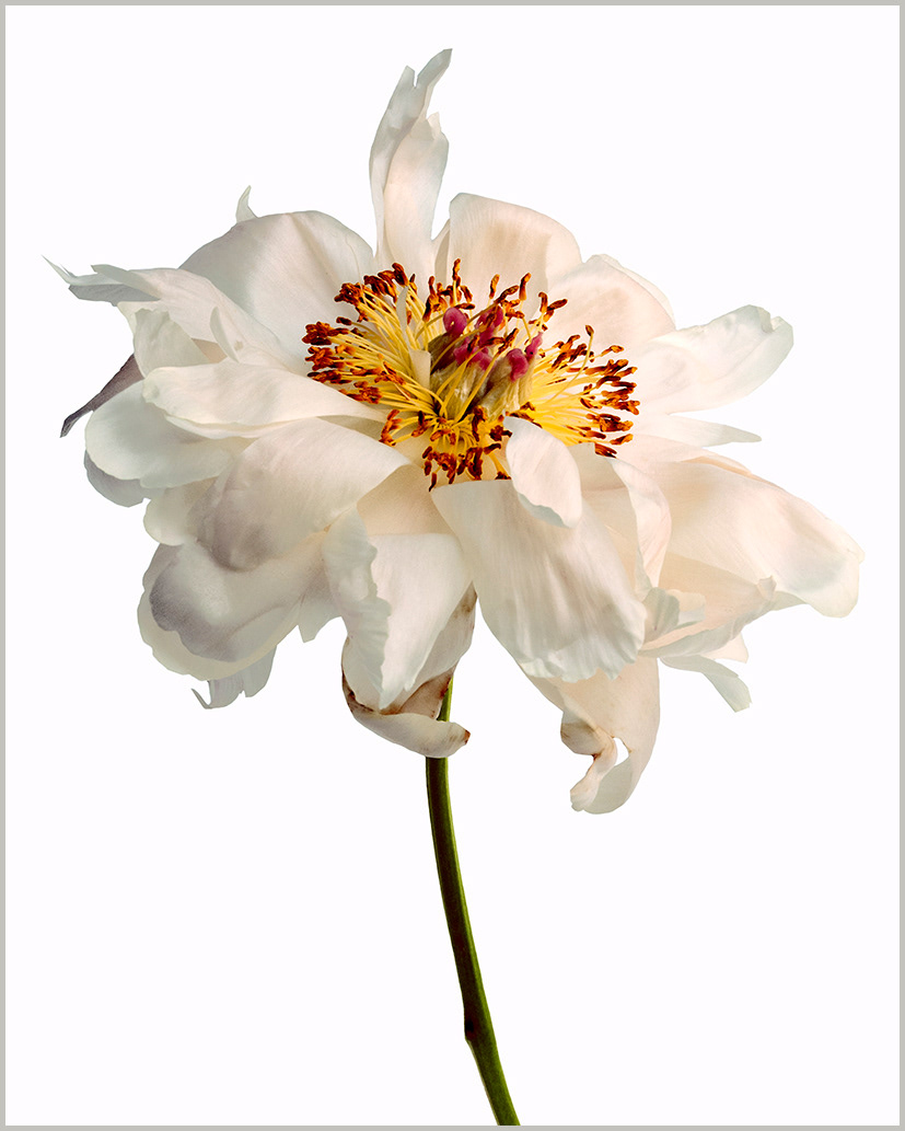 Pivoine Chalice