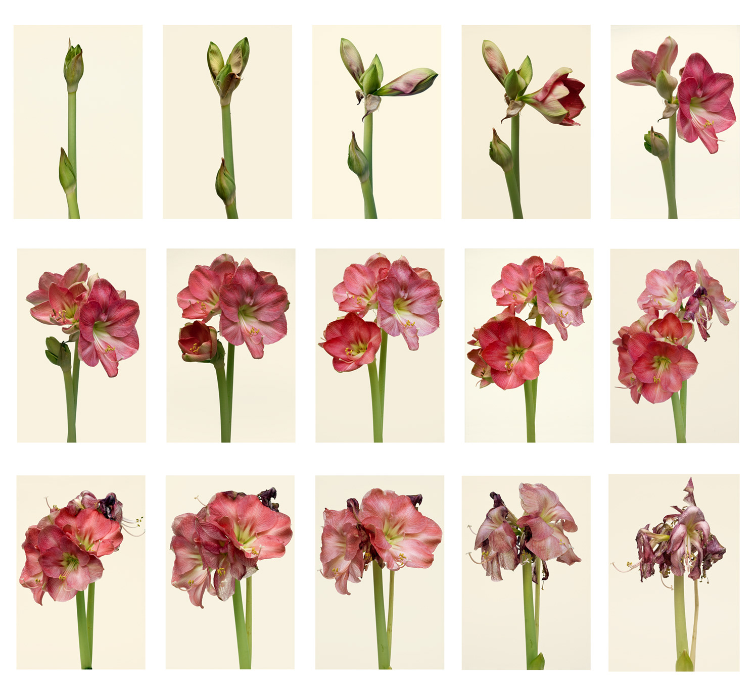 Hippeastrum Susan