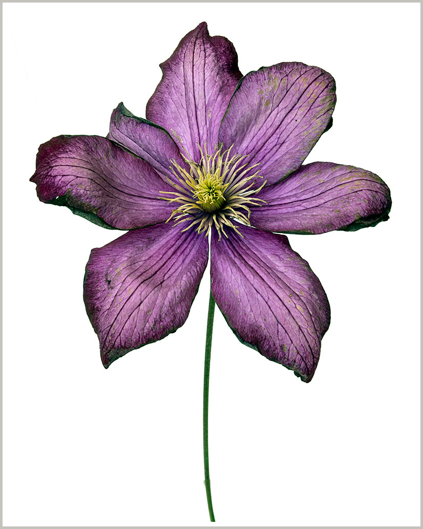 Clematis Jackmaani