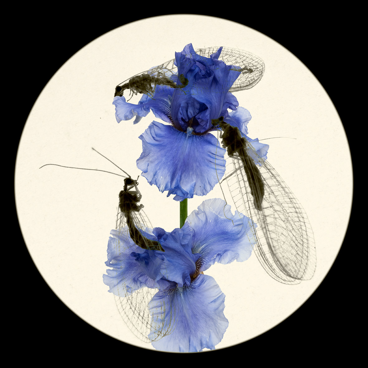 Flowers & insects#1
