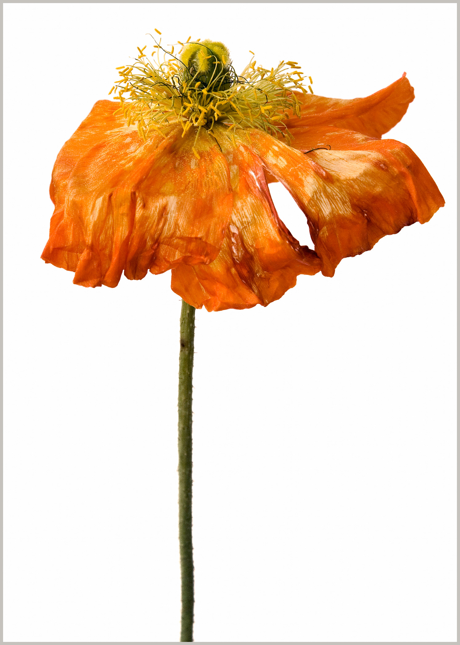 Poppy orange