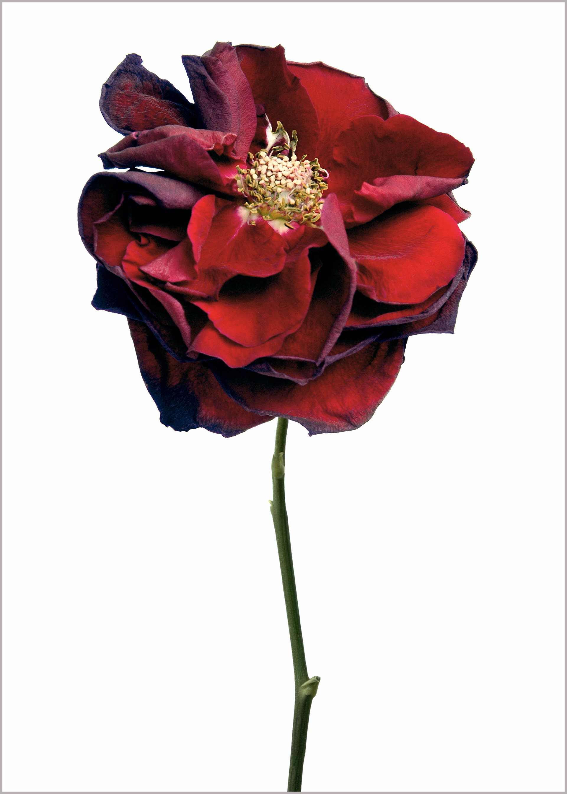 Rose Perle noire